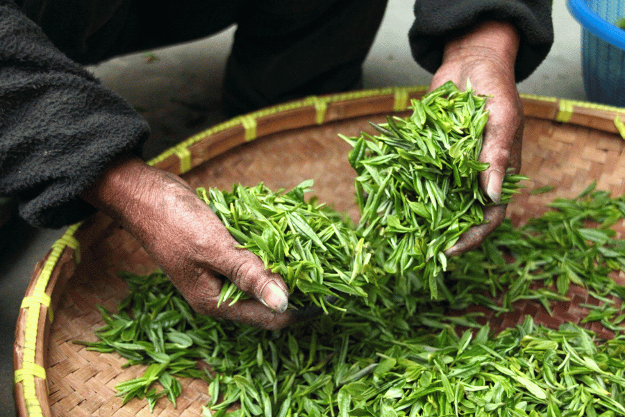 green tea weight loss diet